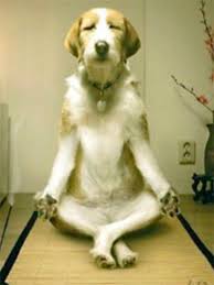 meditation dog